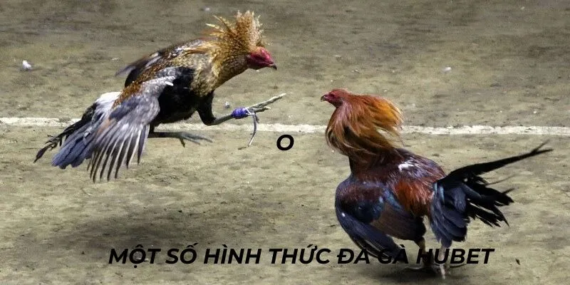 Những hình thức chọi kê trực tuyến đang phổ biến rần rộ hiện nay