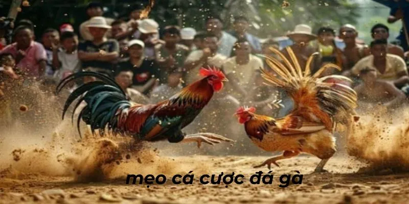 Mẹo cược hiệu quả từ chuyên gia khi tham gia chọi kê trực tuyến uy tín