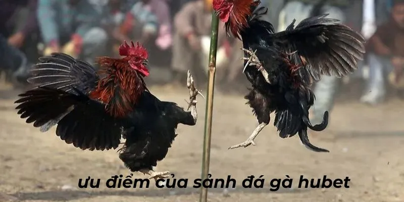 Tại sao khách hàng lựa chọn tham gia sảnh đá gà HUBET