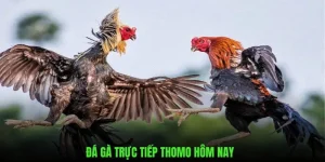 Đá gà trực tiếp Thomo hôm nay