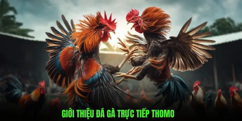 Giới thiệu chung về sân chơi đá gà trực tiếp thomo hôm nay
