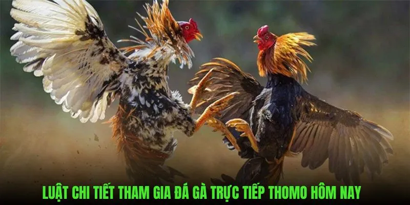 Tìm hiểu chi tiết luật đá gà trực tiếp thomo trên hubet
