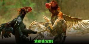 Sảnh gà sv386