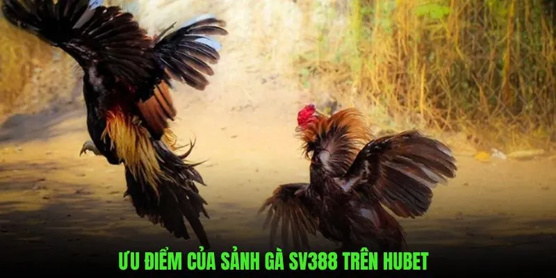 Những nét chính giới thiệu về sảnh gà sv388