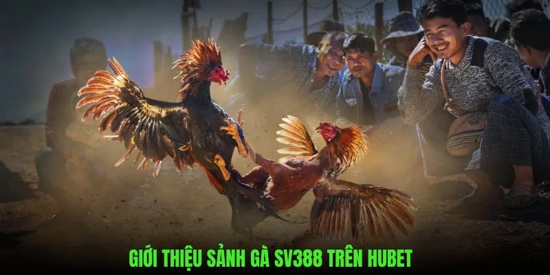Ưu điểm vượt trội khi tham gia sảnh gà sv388 trên hubet