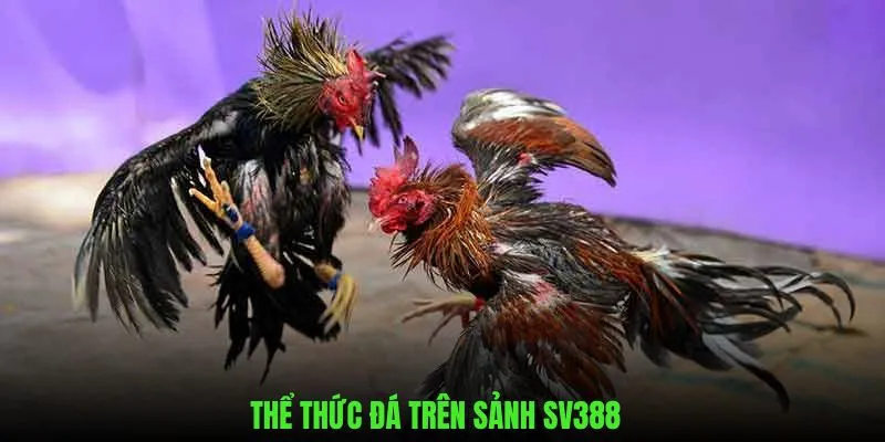 Hình thức được tổ chức trên sảnh sv388