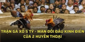 Trận Gà Xổ 5 Tỷ
