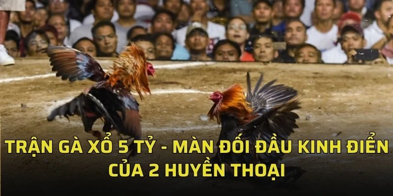 Trận Gà Xổ 5 Tỷ